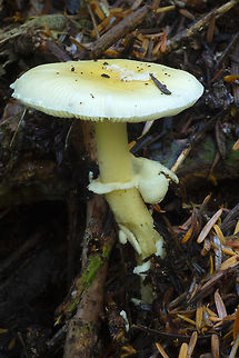 Jewelled Amanita, Washington, USA  Amanita gemmata,Geotagged,Jewelled Amanita,Summer,United States