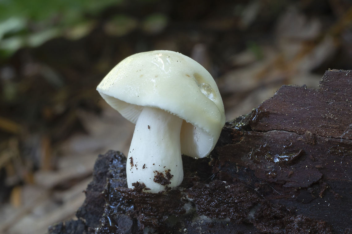 Wee bark dweller I went to remove this bark that I thought was blocking my view and out it came, mushroom and all. Pale yellow with very white gills. This will likely take some research. MatchMaker doesn&#039;t even come up with anything..  Geotagged,Summer,United States