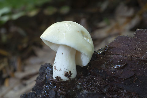 Wee bark dweller I went to remove this bark that I thought was blocking my view and out it came, mushroom and all. Pale yellow with very white gills. This will likely take some research. MatchMaker doesn't even come up with anything..  Geotagged,Summer,United States