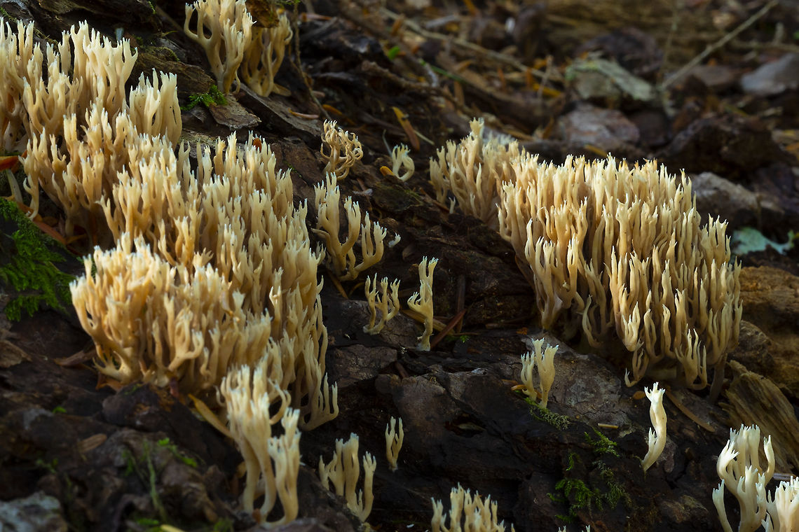 Ramaria stricta  Ramaria stricta