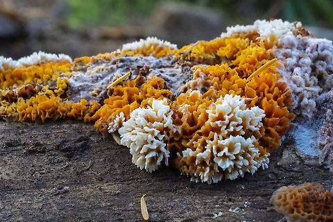 Dry rot! don't accidentally bring this one home...  Geotagged,Serpula himantioides,Summer,United States