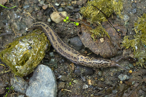 European import slug... Geotagged,Leopard slug,Limax maximus,Summer,United States