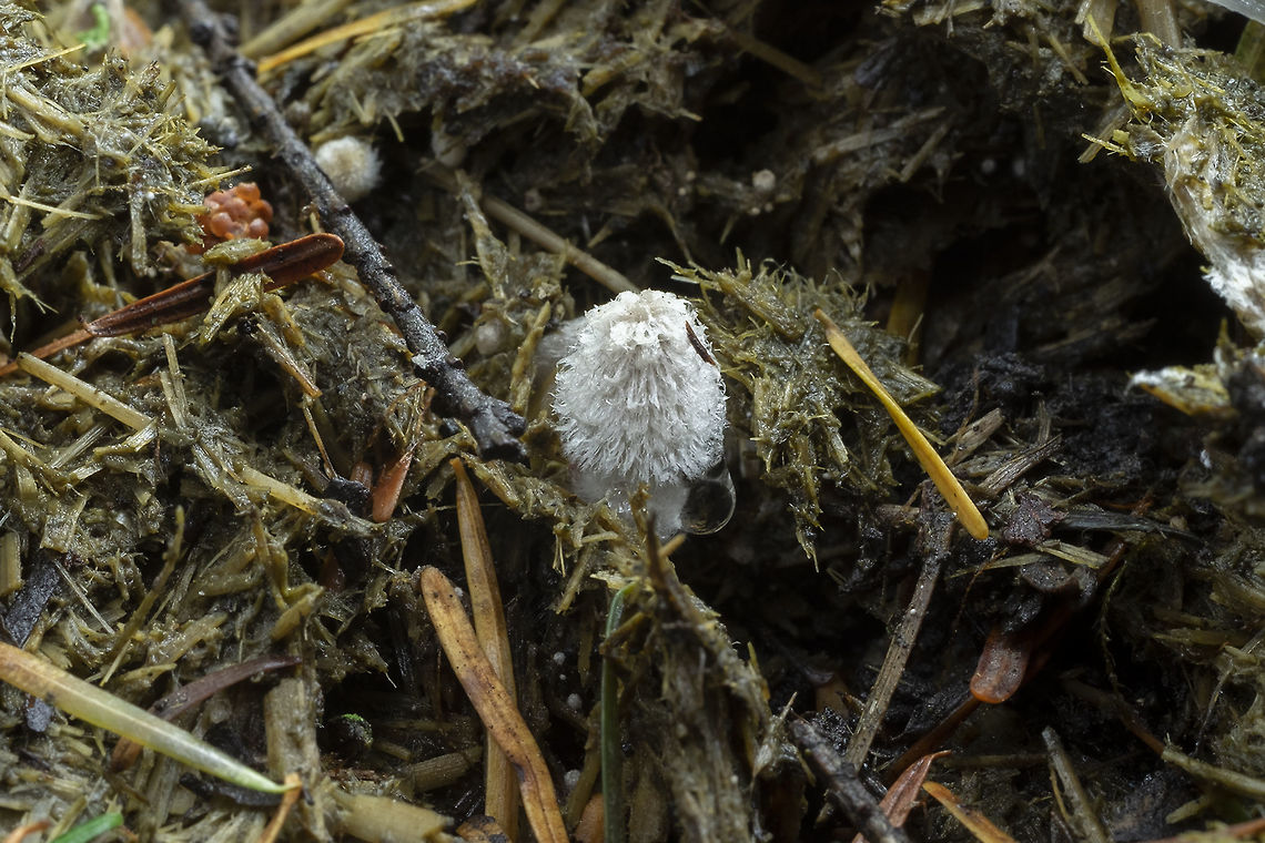 Coprinopsis radiata  Coprinopsis radiata,Geotagged,Summer,United States