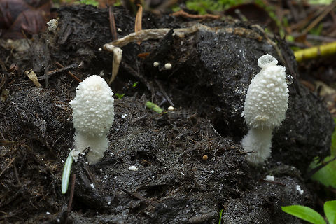 Coprinopsis stercorea  Coprinopsis stercorea,Geotagged,Summer,United States,coprinopsis stercorea