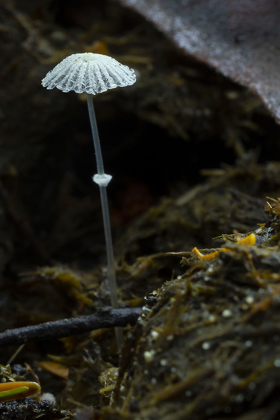 Coprinopsis ephemeroides Today was horse poo day... so many things I&#039;ve never seen before...  Coprinopsis ephemeroides,Geotagged,Summer,United States,coprinopsis ephemeroides