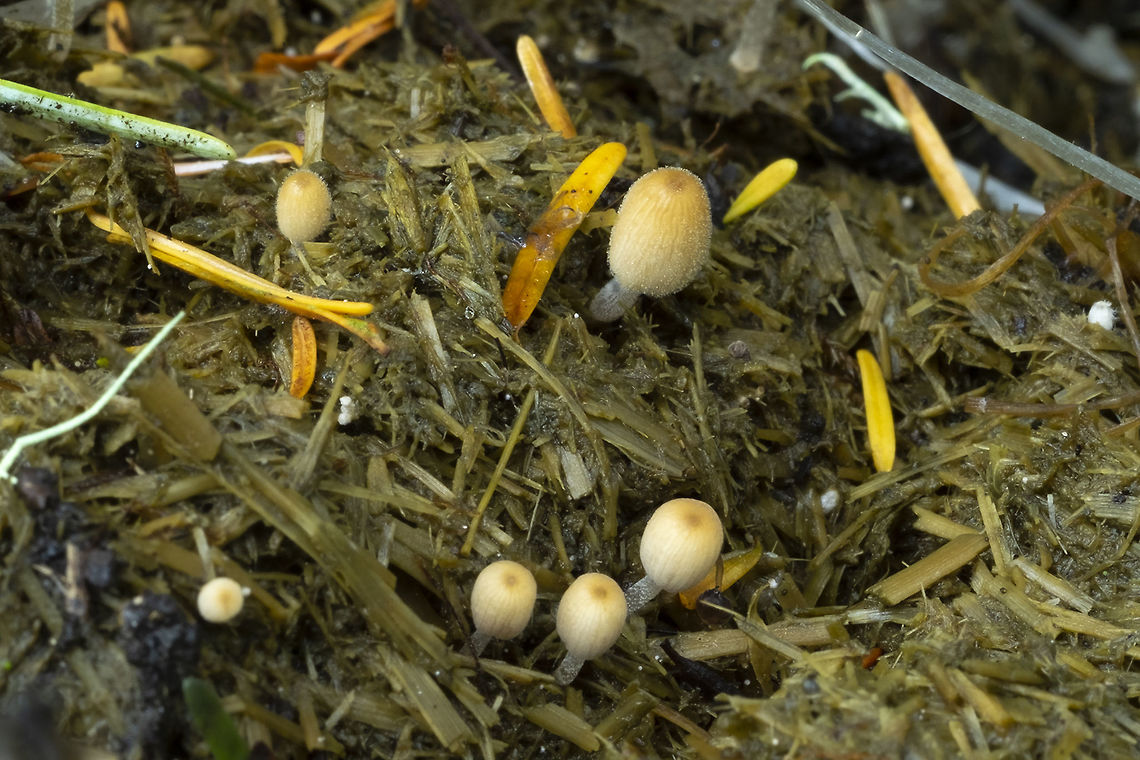 Coprinellus heterosetulosus  Coprinellus heterosetulosus,Geotagged,Summer,United States