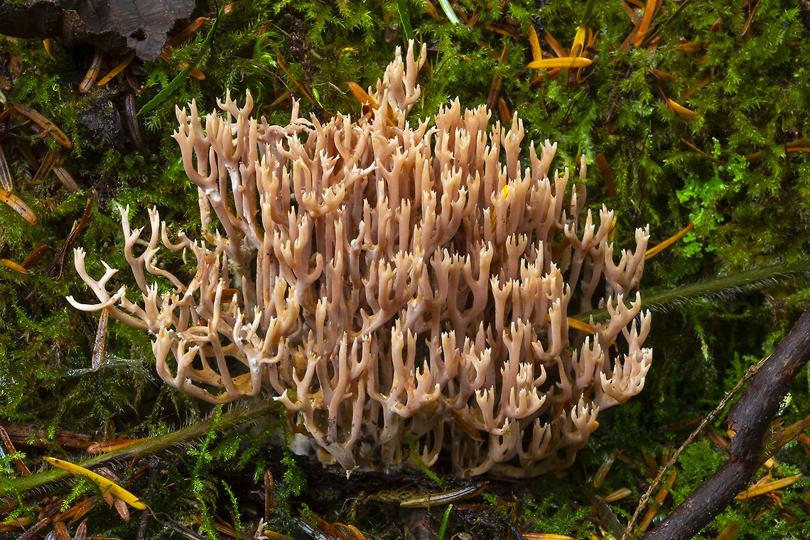 Ramaria rubella  Geotagged,Ramaria rubella,Summer,United States