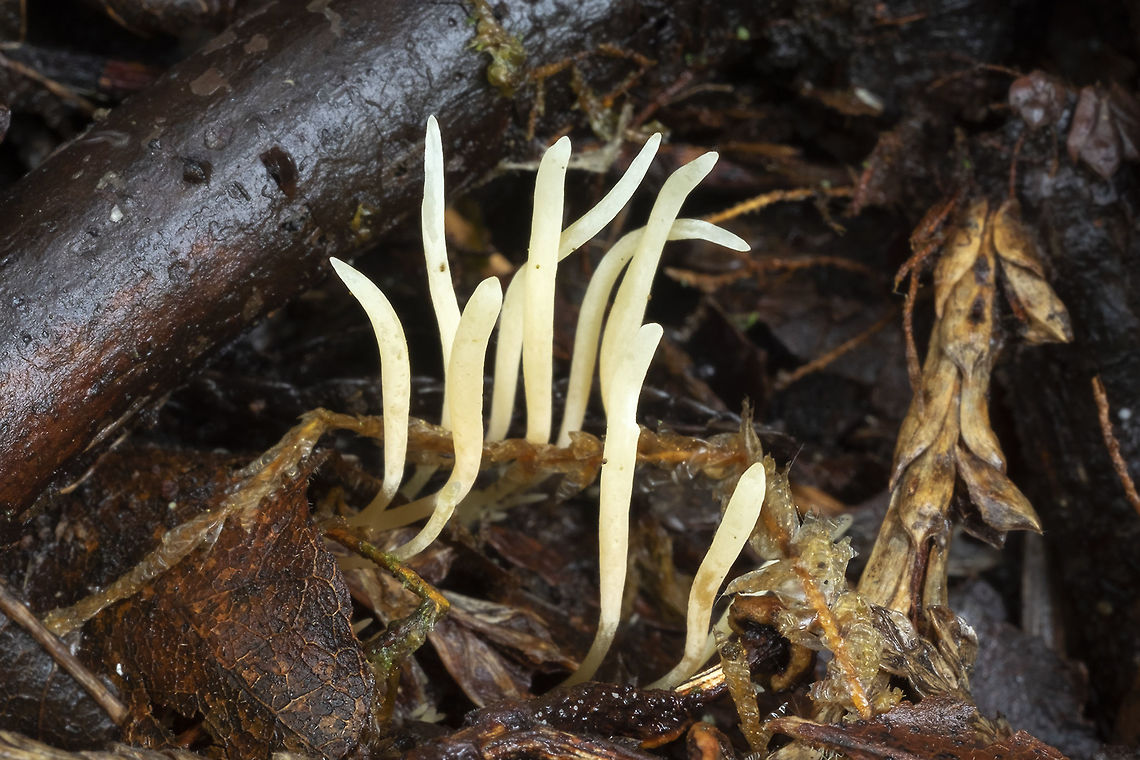 Clavaria acuta  Clavaria Acuta,Geotagged,Pointed Club,Summer,United States