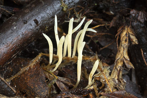 Clavaria acuta  Clavaria Acuta,Geotagged,Pointed Club,Summer,United States