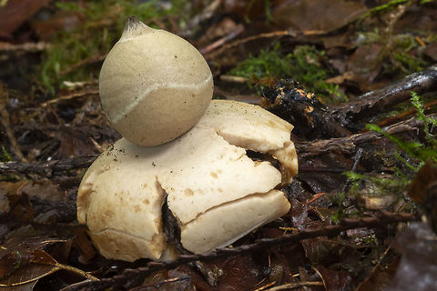 rounded earthstar  Geastrum saccatum,Geotagged,Rounded earthstar,Summer,United States