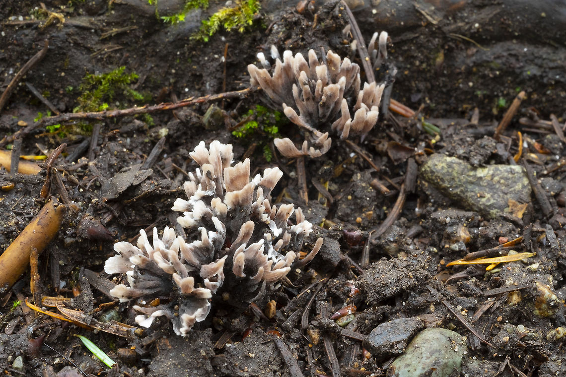 Thelephora caespitulans no odor that I could detect..  Geotagged,Summer,Thelephora caespitulans,Thelephora palmata,United States,thelophora