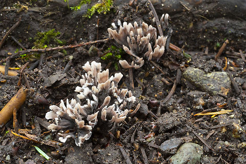 Thelephora caespitulans no odor that I could detect..  Geotagged,Summer,Thelephora caespitulans,Thelephora palmata,United States,thelophora