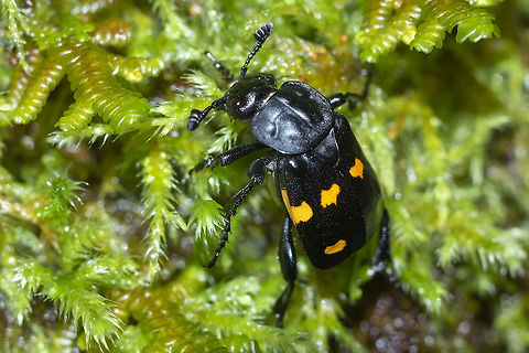 Six spotted sexton beetle one of two burying beetles known to live under forest canopy Geotagged,Nicrophorus defodiens,Summer,United States