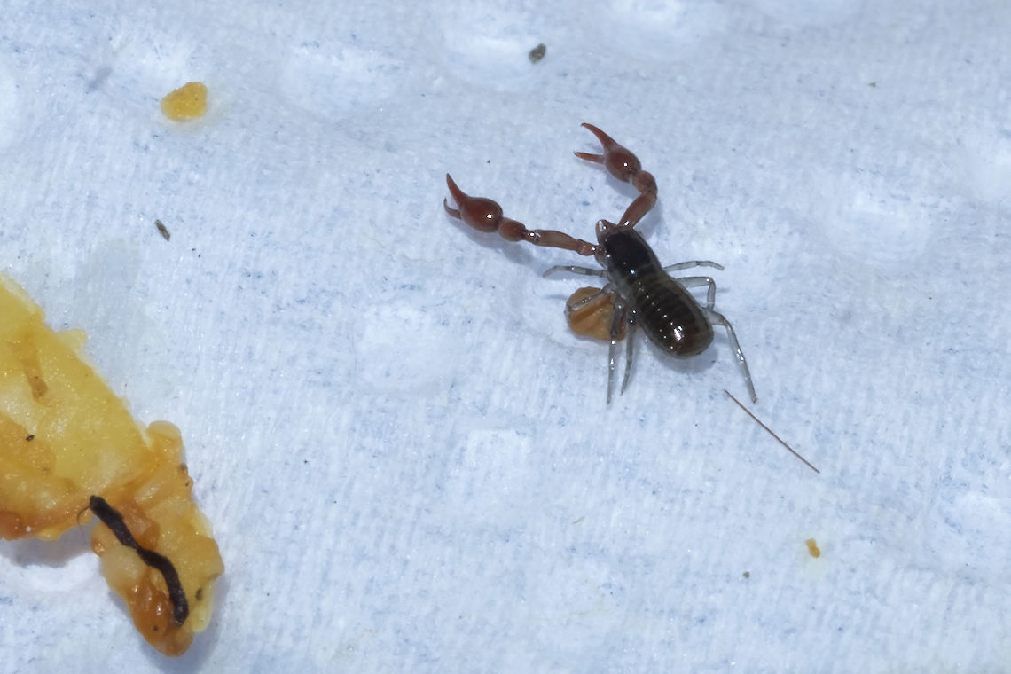 Pseudoscorpion This tiny arachnid - just a couple of mm long - is related to scorpions, spiders and ticks, but not much detailed information about them seem to be available. I've never seen anything quite like them to this point, but two came out of the mushrooms I was cleaning.. (and yes that's why you aren't getting a geo-tag, just a country... not giving this sweet spot away...) In any case they have been given a new home in my yard... which hopefully isn't too unlike where they came from.