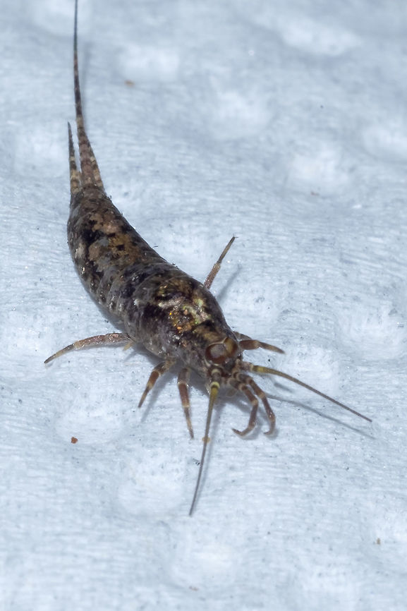 another weird thing - jumping bristletail that crawled out of my mushrooms.... not even sure where to start on this one..