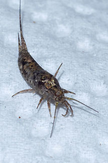 another weird thing - jumping bristletail that crawled out of my mushrooms.... not even sure where to start on this one..