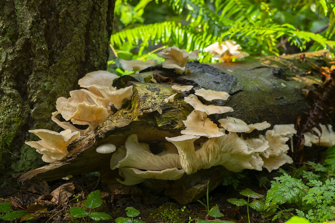 oyster mushrooms  Fall,Geotagged,Lung Oyster,Pleurotus pulmonarius,United States
