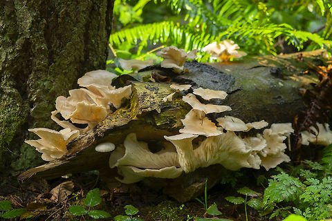 oyster mushrooms  Fall,Geotagged,Lung Oyster,Pleurotus pulmonarius,United States