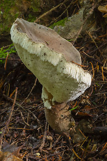 bitter iodine polypore  Bitter iodine polypore,Fall,Geotagged,Jahnoporus hirtus,United States