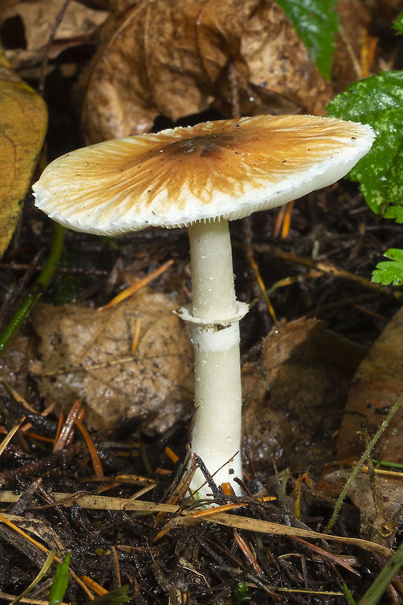 Leucoagaricus rubrotinctus  Fall,Geotagged,Leucoagaricus rubrotinctus,United States