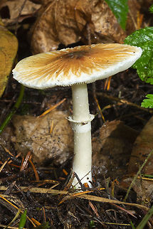 Leucoagaricus rubrotinctus  Fall,Geotagged,Leucoagaricus rubrotinctus,United States