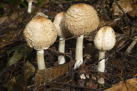 Young shaggy parasols these are edible... if anyone likes them the forest looks like a tiki village right now there are so many....  Chlorophyllum olivieri,Fall,Geotagged,United States