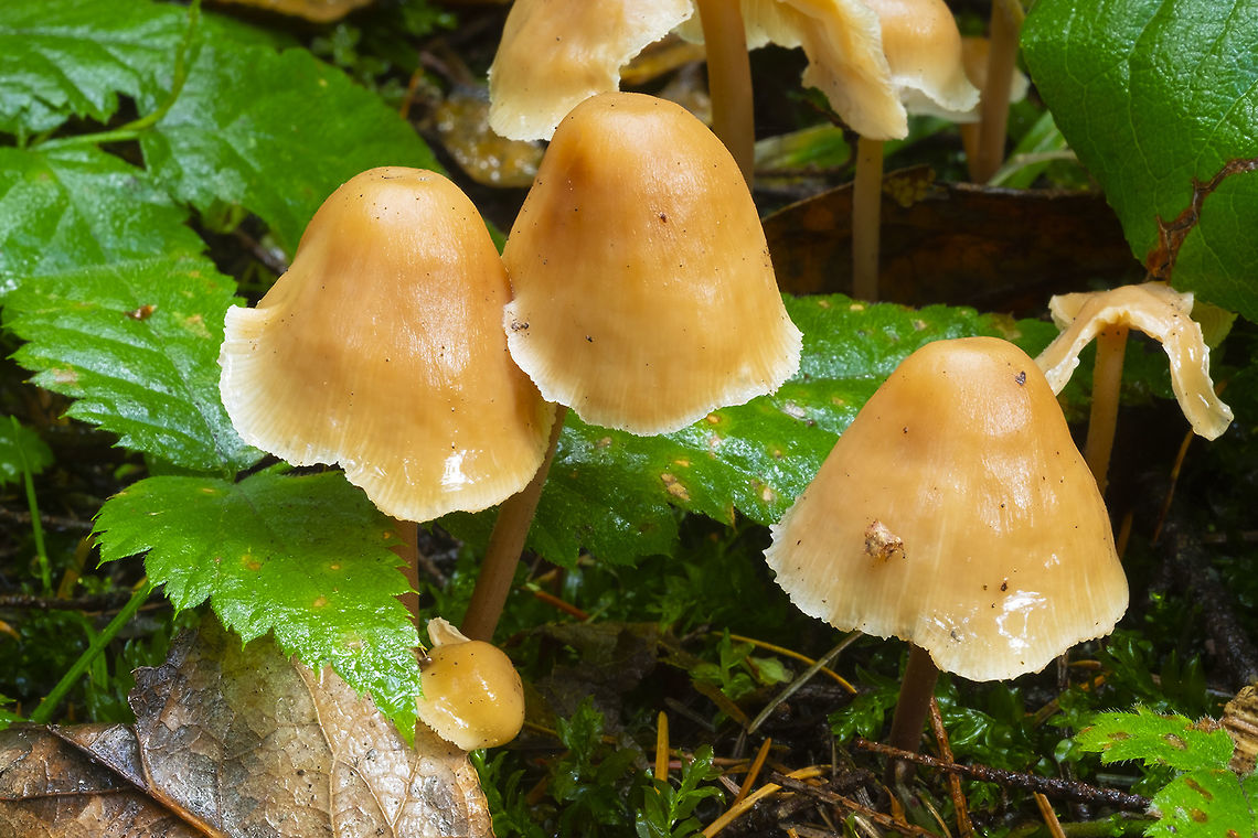 possible Nolanea sp.  Fall,Geotagged,United States