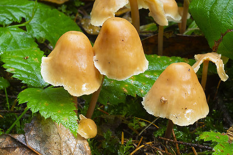 possible Nolanea sp.  Fall,Geotagged,United States