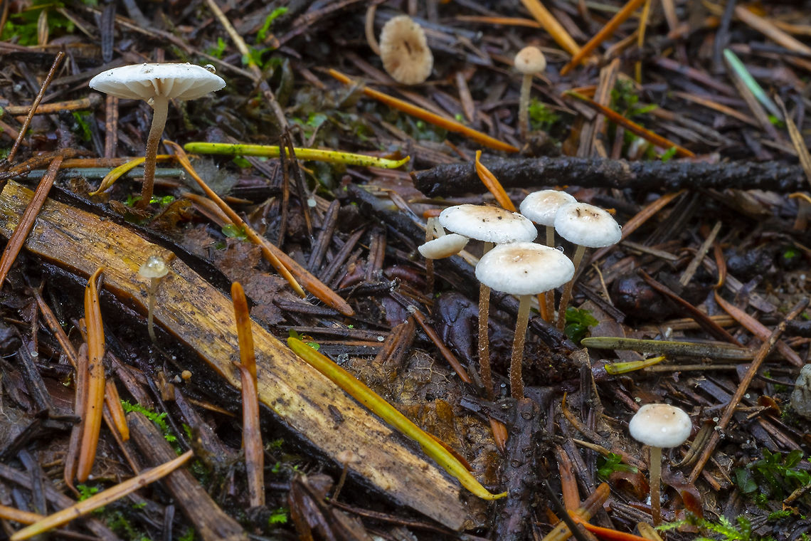 Collybia cookei  Collybia cookei,Collybia cookeri,Fall,Geotagged,United States