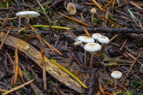 Collybia cookei  Collybia cookei,Collybia cookeri,Fall,Geotagged,United States