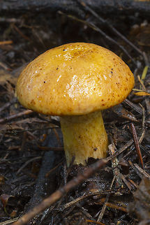 slippery jack  Fall,Geotagged,Slippery jack,Suillus luteus,United States