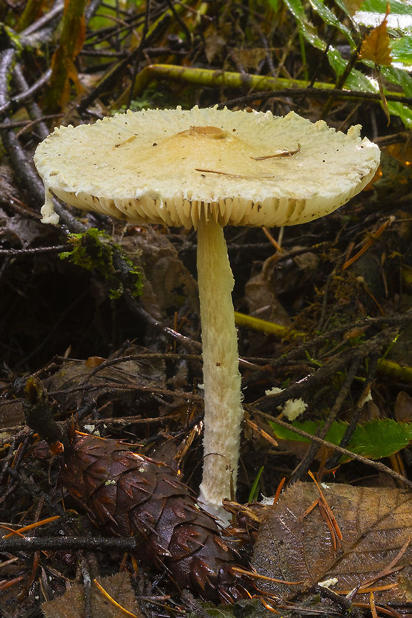 Lepiota magnispora  Fall,Geotagged,Lepiota magnispora,United States