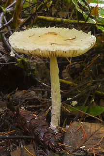 Lepiota magnispora  Fall,Geotagged,Lepiota magnispora,United States