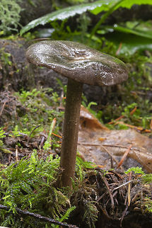 goblet funnel cap  Fall,Geotagged,Goblet Funnel Cap,Pseudoclitocybe cyathiformis,United States
