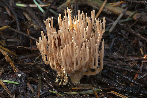 Ramaria rubella  Fall,Geotagged,Ramaria rubella,United States