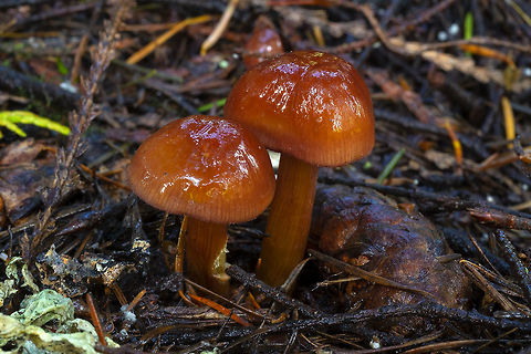 Hygrocybe psittacina? Not finding an exact match for these...  Fall,Geotagged,United States