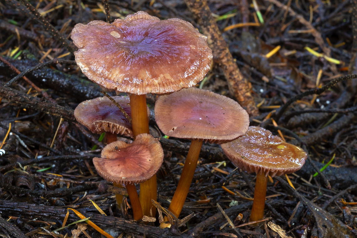 Mature specimens - same as last photo waxy caps, not sure of species..  Fall,Geotagged,United States