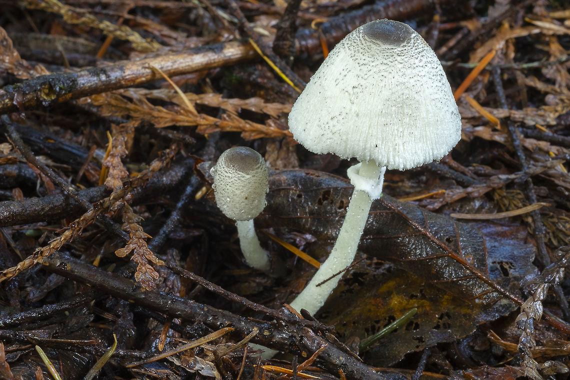 Leucocoprinus brebissonii very common this year, as it&#039;s been relatively warm Fall,Geotagged,Leucocoprinus brebissonii,Skullcap dapperling,United States