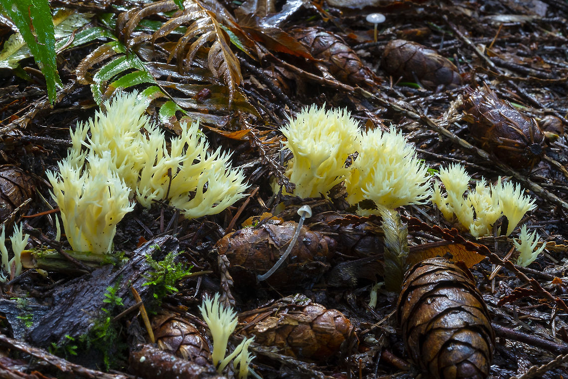 Clavulina coralloides really lovely, golden tinged specimen Clavulina cristata,Fall,Geotagged,United States,White coral fungus