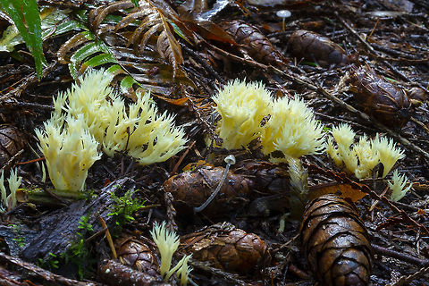 White coral fungus
