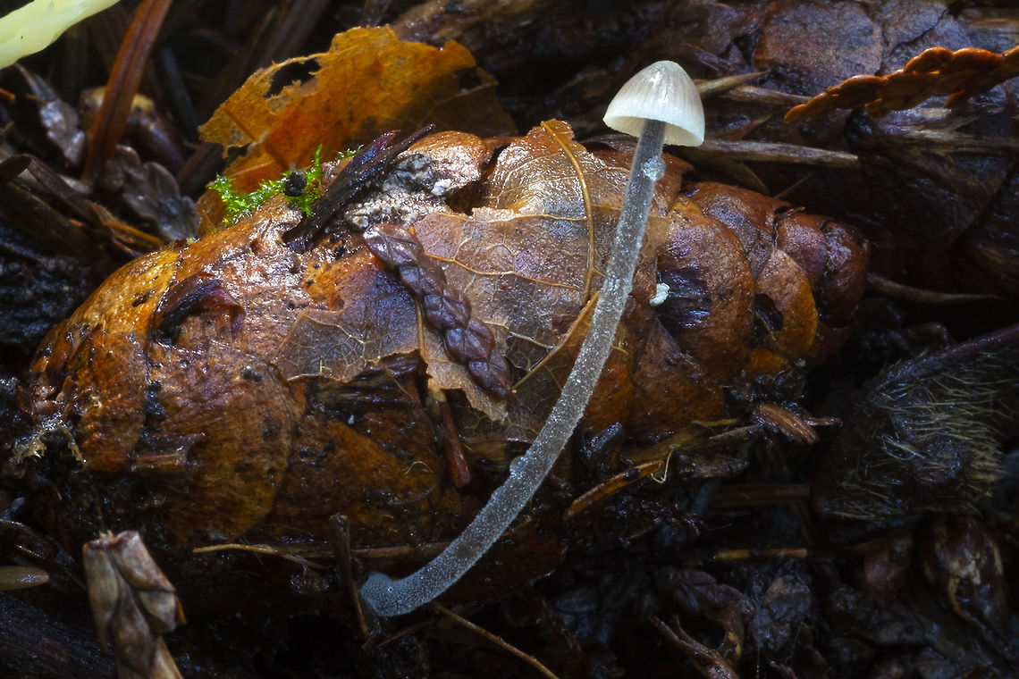 possible Mycena alcaliniformis Tiny gray/brown mycena with a 'sugary' stem growing from a fir cone<br />
seems to be some argument about whether or not this species exists here...  Fall,Geotagged,United States