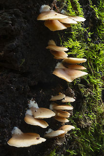 flat crep  Crepidotus applanatus,Fall,Geotagged,United States,flat crep