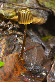 Mycena picta -rare! This was the real gem of my day... tiny and colored much like the fallen leaves they are not easy to spot. I was bent down looking at something entirely different when I saw it. Easily ID'd with it's grooved cap and highly unusual gill arrangement (see next photo) Fall,Geotagged,Mycena picta,United States,cryptic bonnet