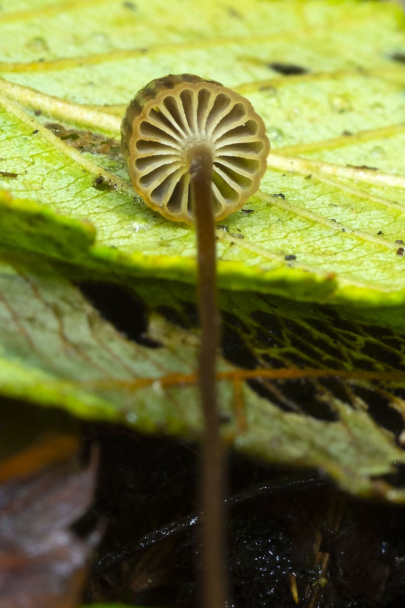 cryptic bonnet  Fall,Geotagged,Mycena picta,United States,cryptic bonnet