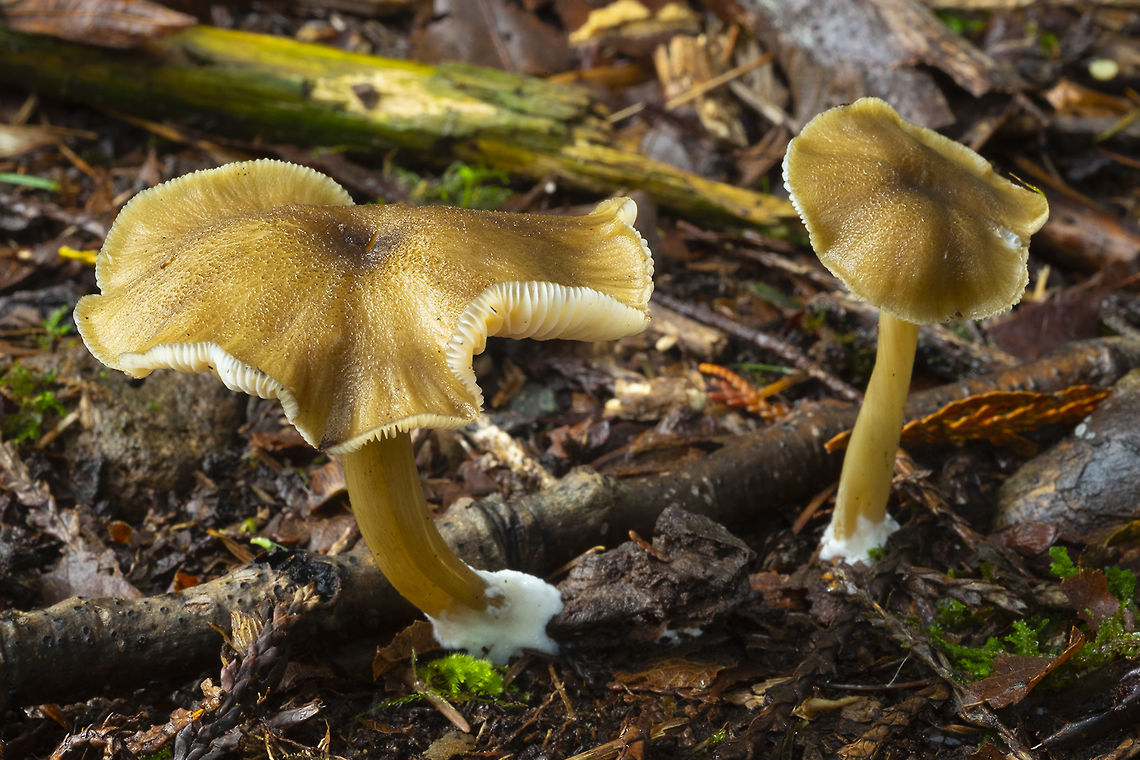Yellow/brown scaly capped mushrooms just when you think something should be easy to ID... can't seem to find any good matches..  Fall,Geotagged,United States