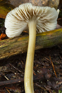 gill shot of yellow/brown scaly capped mushroom  Fall,Geotagged,United States