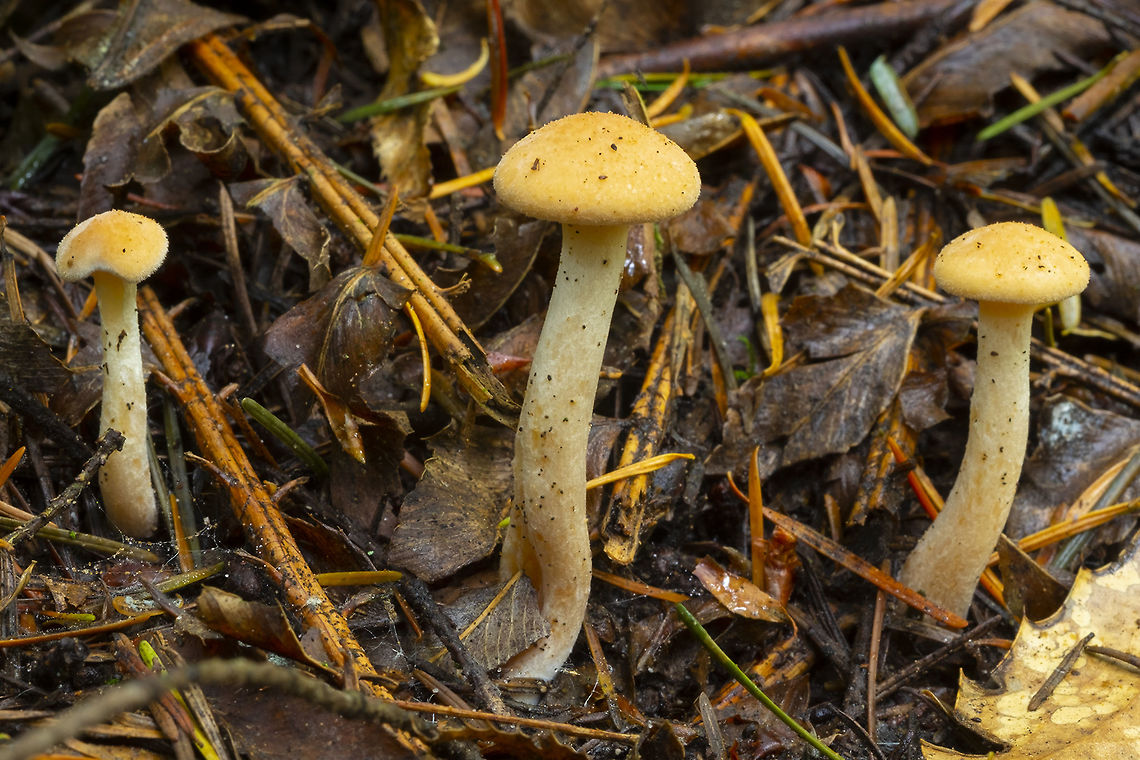 young orange capped mushrooms these are somewhat immature, so I'm not sure if I can ID... look a lot like Calocybe naucoria Fall,Geotagged,United States