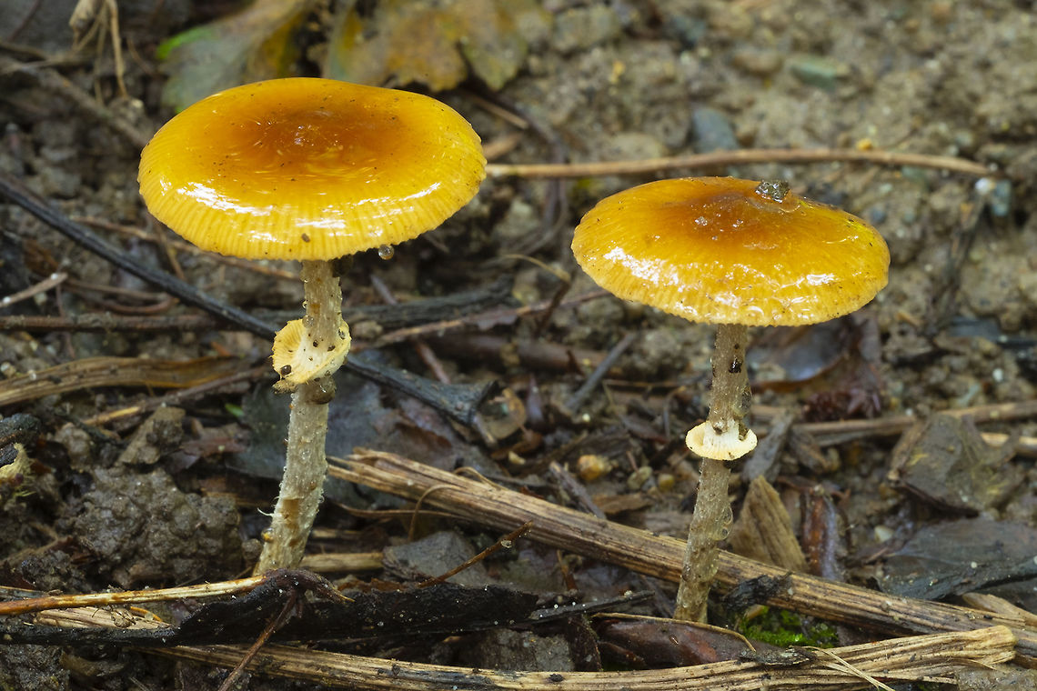 Pholiotina rugosa ☠  Fall,Geotagged,Pholiotina rugosa,United States