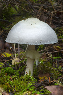 Agaricus sylvicola  Agaricus silvicola,Fall,Geotagged,United States