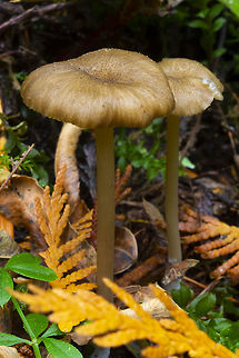 Yellowfoot chanterelle  Craterellus tubaeformis,Fall,Geotagged,United States,Yellowfoot